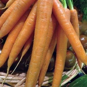 Orange Radish Raphanus sativus for planting in urban garden